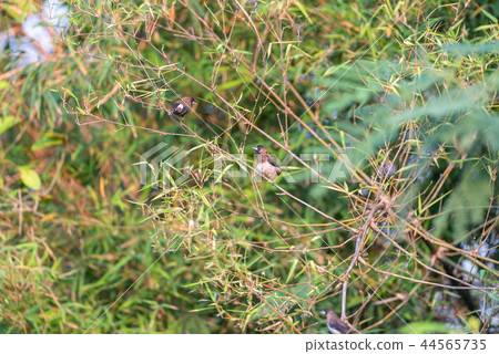 Bird (Scaly-breasted Munia) in a nature wild Bird (Scaly-breasted Munia) in a nature wild 44565735