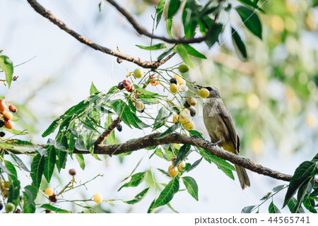 Bird (Yellow-vented Bulbul) on tree in nature wild 44565741