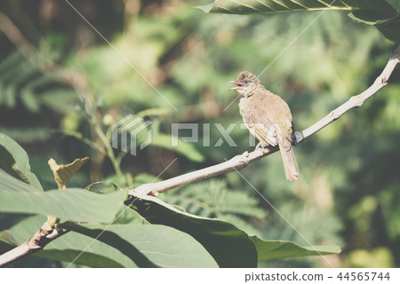 Bird (Streak-eared bulbul) on tree in nature wild 44565744