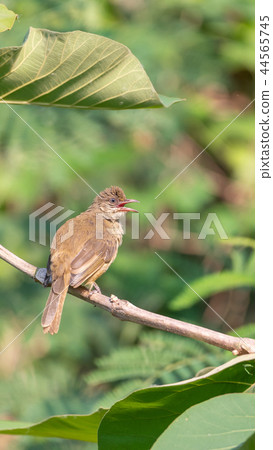Bird (Streak-eared bulbul) on tree in nature wild Bird (Streak-eared bulbul) on tree in nature wild 44565745