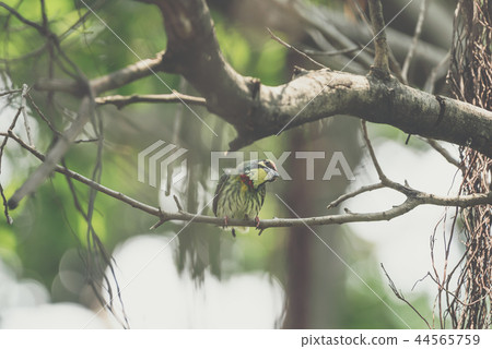 Bird (Coppersmith barbet) on tree in a nature wild Bird (Coppersmith barbet) on tree in a nature wild 44565759