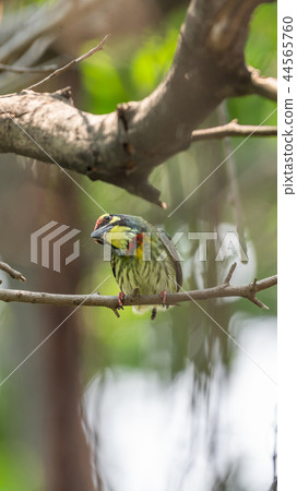 Bird (Coppersmith barbet) on tree in a nature wild Bird (Coppersmith barbet) on tree in a nature wild 44565760