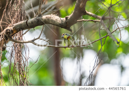 Bird (Coppersmith barbet) on tree in a nature wild Bird (Coppersmith barbet) on tree in a nature wild 44565761