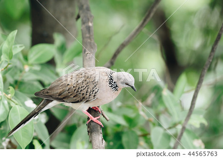 Bird (Dove, Pigeon or Disambiguation) in a nature Bird (Dove, Pigeon or Disambiguation) in a nature 44565763