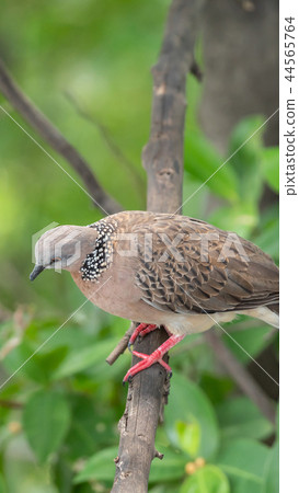 Bird (Dove, Pigeon or Disambiguation) in a nature 44565764