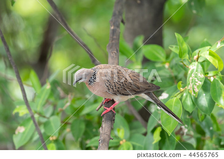 Bird (Dove, Pigeon or Disambiguation) in a nature Bird (Dove, Pigeon or Disambiguation) in a nature 44565765