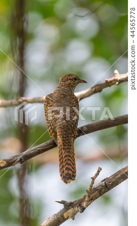 Bird (Plaintive Cuckoo) in a nature wild 44565778