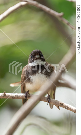 Bird (Malaysian Pied Fantail) in a nature wild 44565805