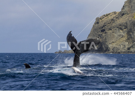 Humpback whales batting their tail fins 44566407