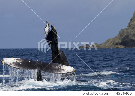 Humpback whales batting their tail fins 44566409