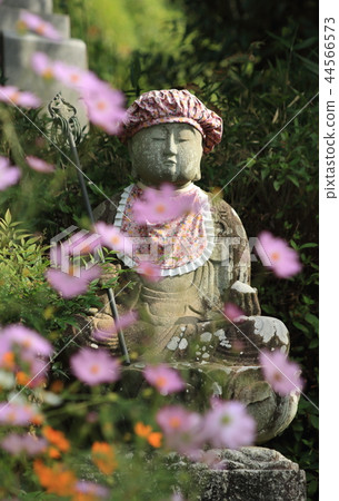It is autumn scenery of Mr. Jizo and cosmos It is autumn scenery of Mr. Jizo and cosmos 44566573