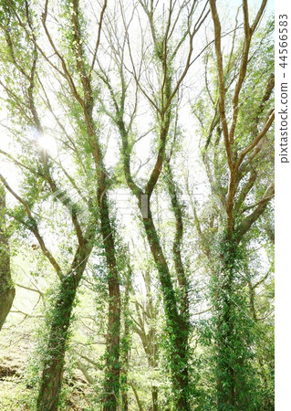 大樹發芽廣角透射光仰視 44566583