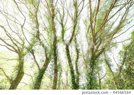 大樹發芽廣角透射光仰視 44566584