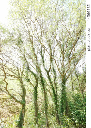 大樹發芽廣角透射光仰視 44566585
