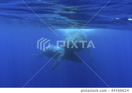 Parents of humpback whales swimming in the sea of Ogasawara Parents of humpback whales swimming in the sea of Ogasawara 44566624