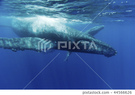 Parents of humpback whales swimming in the sea of Ogasawara 44566626