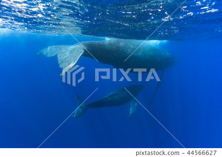 Parents of humpback whales swimming in the sea of Ogasawara 44566627