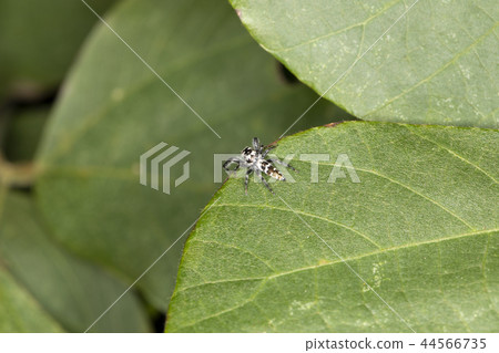 Jahaz Hetri 44566735