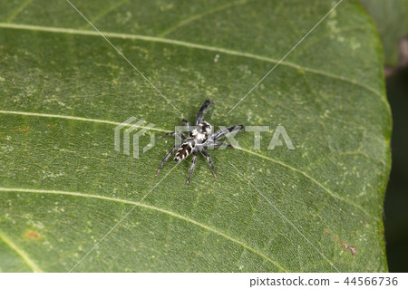 Jahaz Hetri 44566736