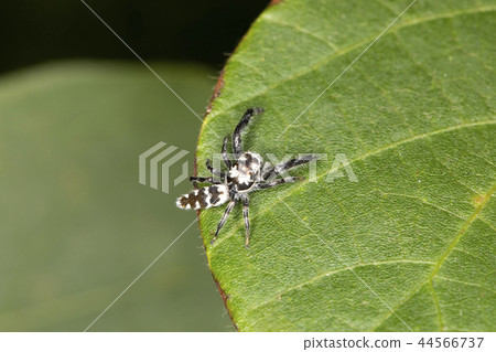 Jahaz Hetri 44566737