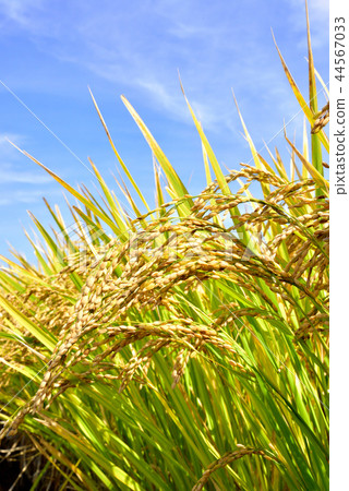 Golden-colored ear of rice Autumn landscape of Japan Autumn harvest of autumn Fall image of harvest Golden-colored ear of rice Autumn landscape of Japan Autumn harvest of autumn Fall image of harvest 44567033