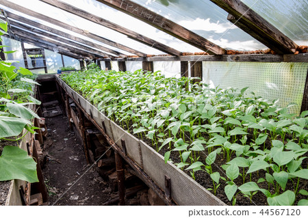 Seedlings of pepper. Pepper in greenhouse cultivation. Seedlings 44567120