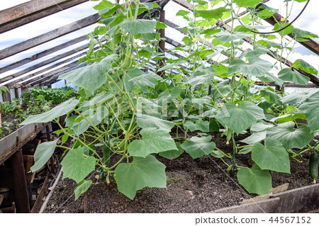 Seedlings cucumbers. The cultivation of cucumbers in greenhouses 44567152