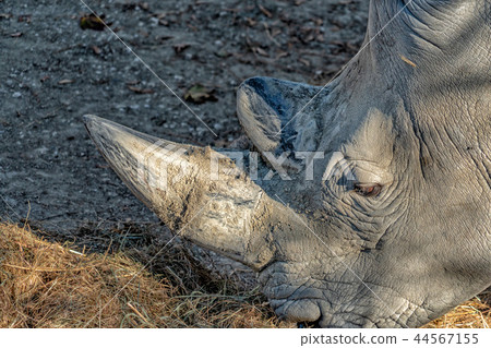 white rhino horn close detail white rhino horn close detail 44567155