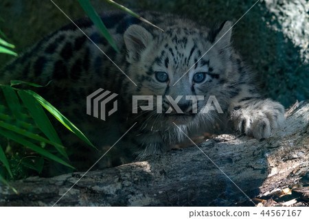 newborn puppy snow leopard close up portrait newborn puppy snow leopard close up portrait 44567167