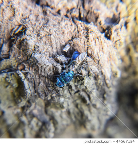 Ruby - tailed wasp 44567184