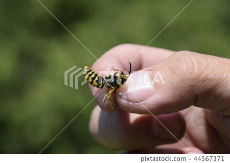 Common wasp on pinched fingers Common wasp on pinched fingers 44567371