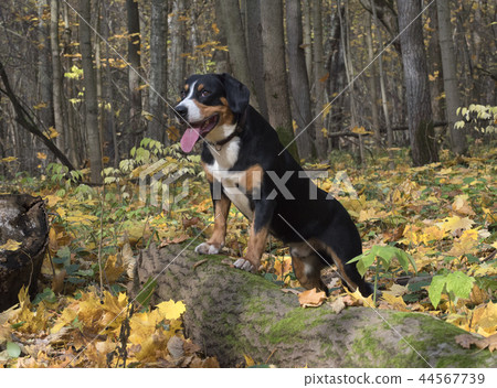 Dog in the Autumn Forest 44567739