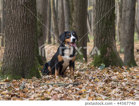 Dog sitting on yellow leaves in the Autumn Forest 44567740