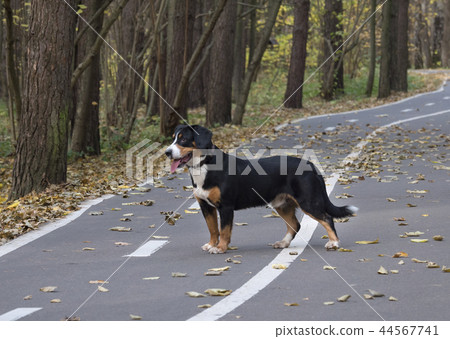Dog on the road in the Autumn Forest 44567741