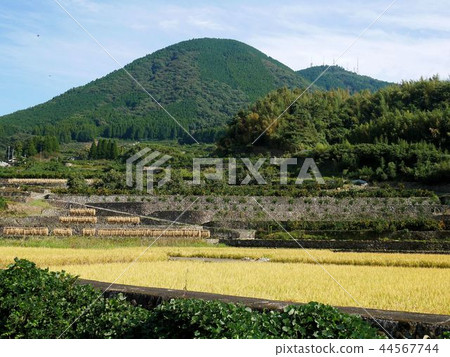 西區，熊本市的秋天風景稻田和山腳下的橙色的田野。 44567744