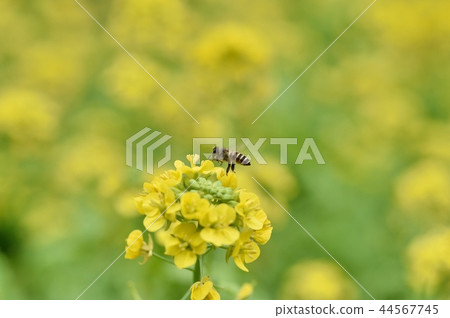 Nano Hana Western Bee Spring 44567745