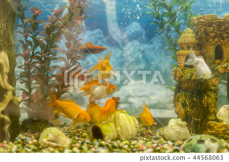 Tropical colorful fishes swimming in aquarium with plants. fish in freshwater aquarium with green 44568063
