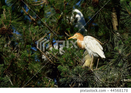 Amazaki Amazaki 44568178