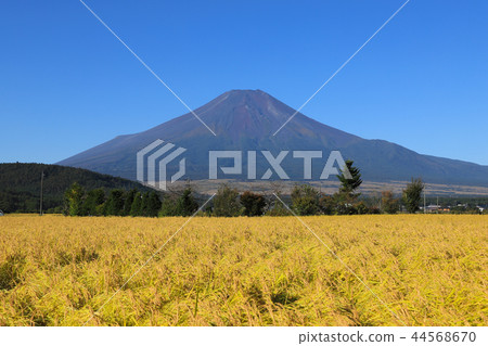Mt. Fuji and Inaho Shinobu Nomura Mt. Fuji and Inaho Shinobu Nomura 44568670