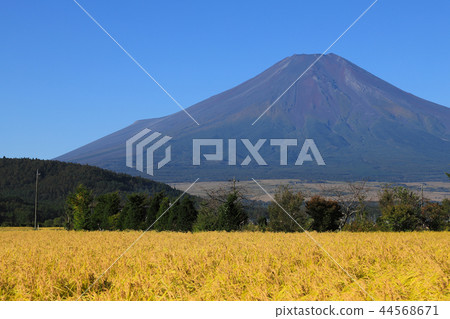 Mt. Fuji and Inaho Shinobu Nomura Mt. Fuji and Inaho Shinobu Nomura 44568671