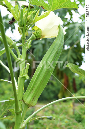 The raw tree in garden The raw tree in garden 44568752