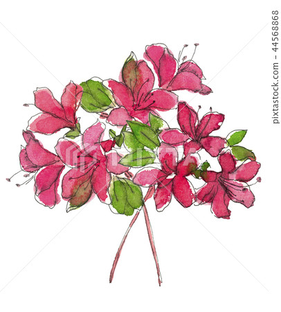Azalea Azalea Azalea Azalea 44568868