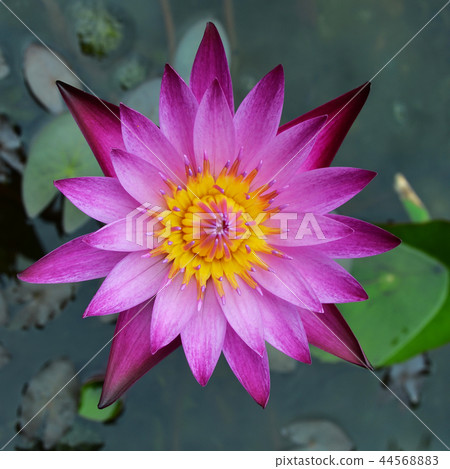 lotus blooming 44568883