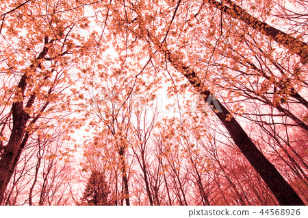 Image of a red-stained forest 44568926