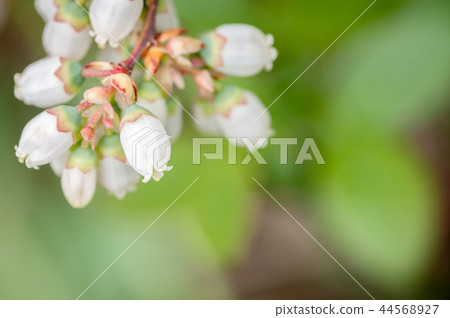 Dudedzia flower 44568927