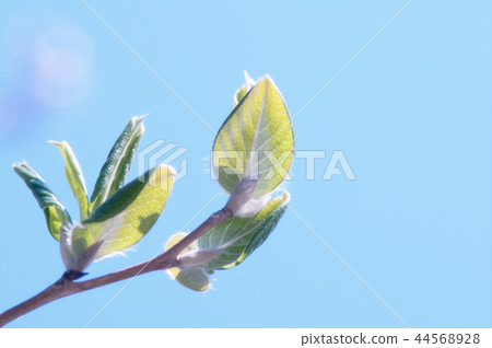 Natsutsubaki sprouts (pastel tone) 44568928