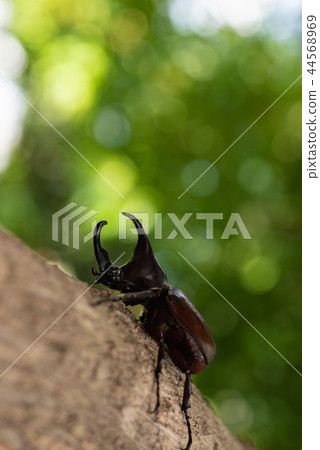 Beautiful horn beetle 44568969