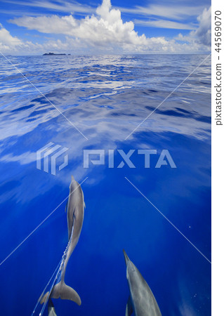 A flock of spinner dolphins swimming in the summer sea of Bonin blue Ogasawara A flock of spinner dolphins swimming in the summer sea of Bonin blue Ogasawara 44569070