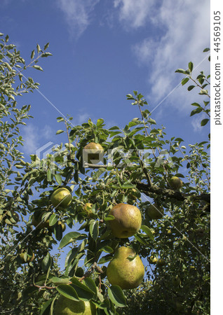 La France harvest orchard La France harvest orchard 44569105