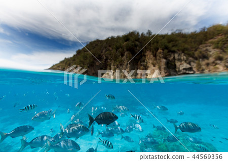 Ogasawara鯡魚島群的Ooshima白菜海灘 44569356